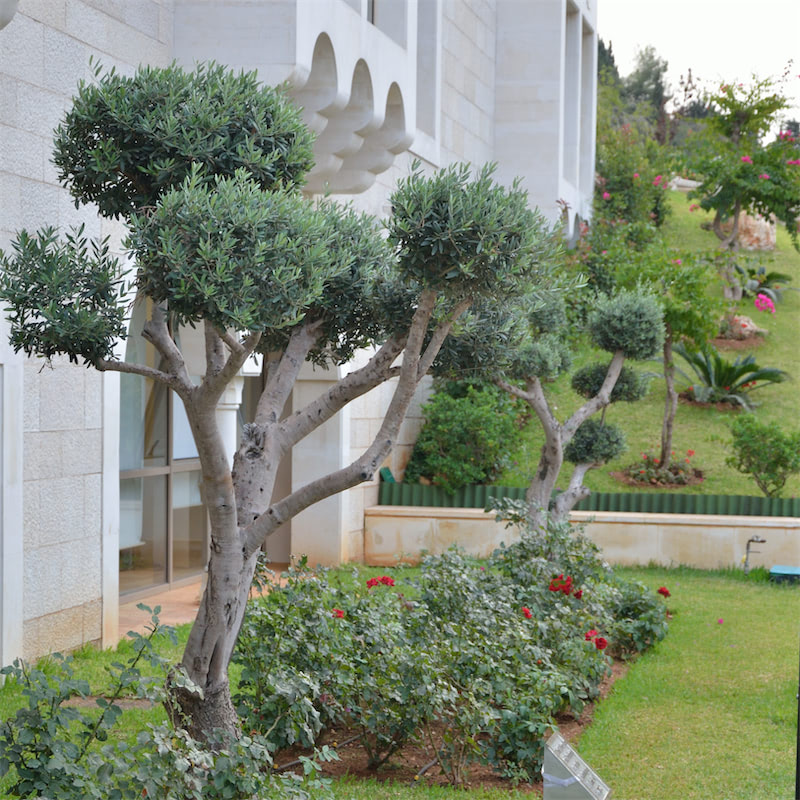 Commemorative olive trees in Byblos